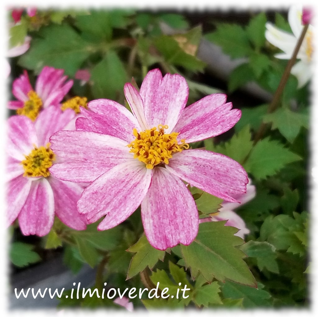 Fiore bianco con screziature rosa di Bidens spp. in primo piano.