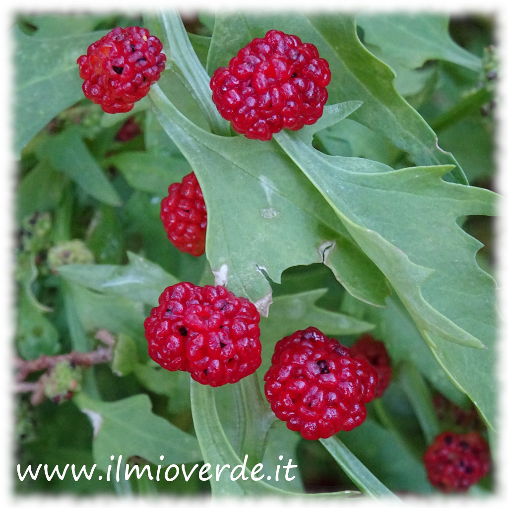 Frutti maturi di Blitum virgatum con infruttescenze rosse e carnose simili a piccole fragole, disposte lungo i fusti.​