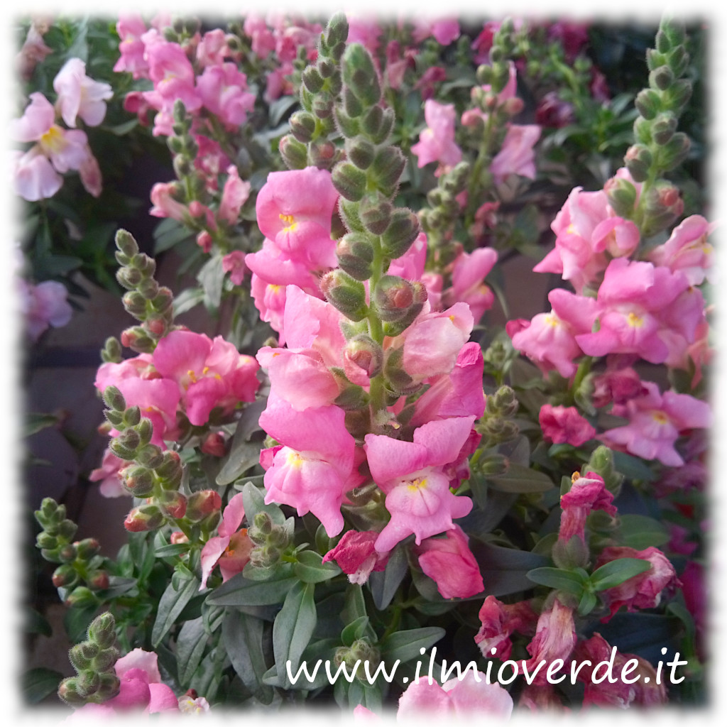 Fiori rosa di Antirrhinum majus (Bocca di Leone) in primo piano.