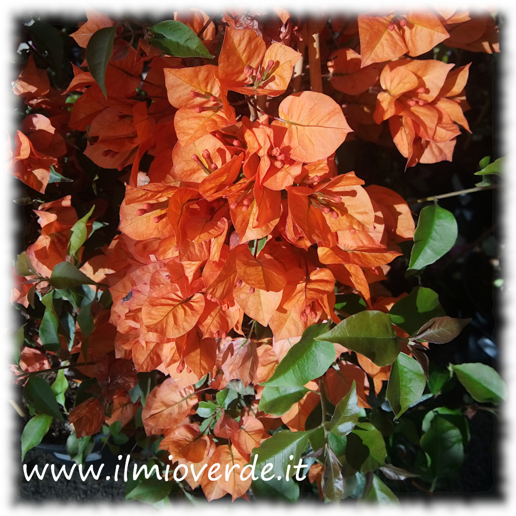 Brattee arancioni e fiori di Bougainvillea × buttiana, una varietà ornamentale.