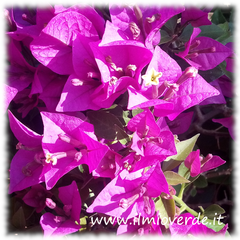 Infiorescenze di Bougainvillea glabra con brattee fucsia e piccoli fiori bianchi in evidenza.