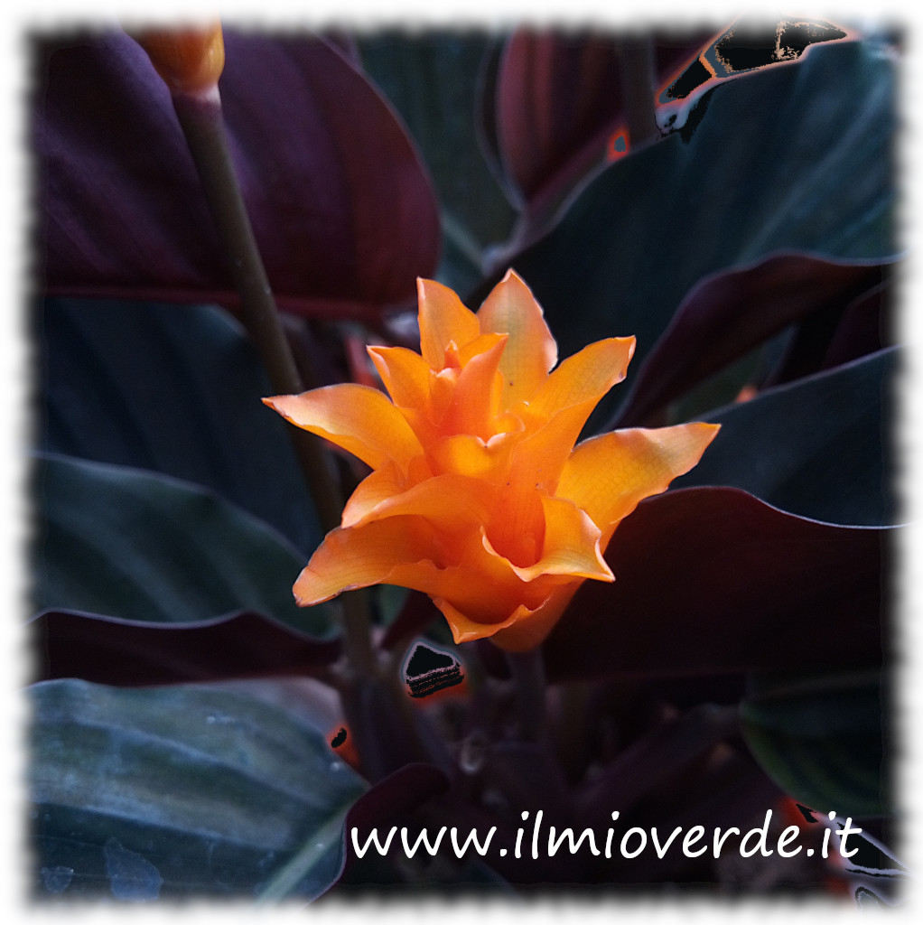 Fiore arancione di Calathea crocata in primo piano.