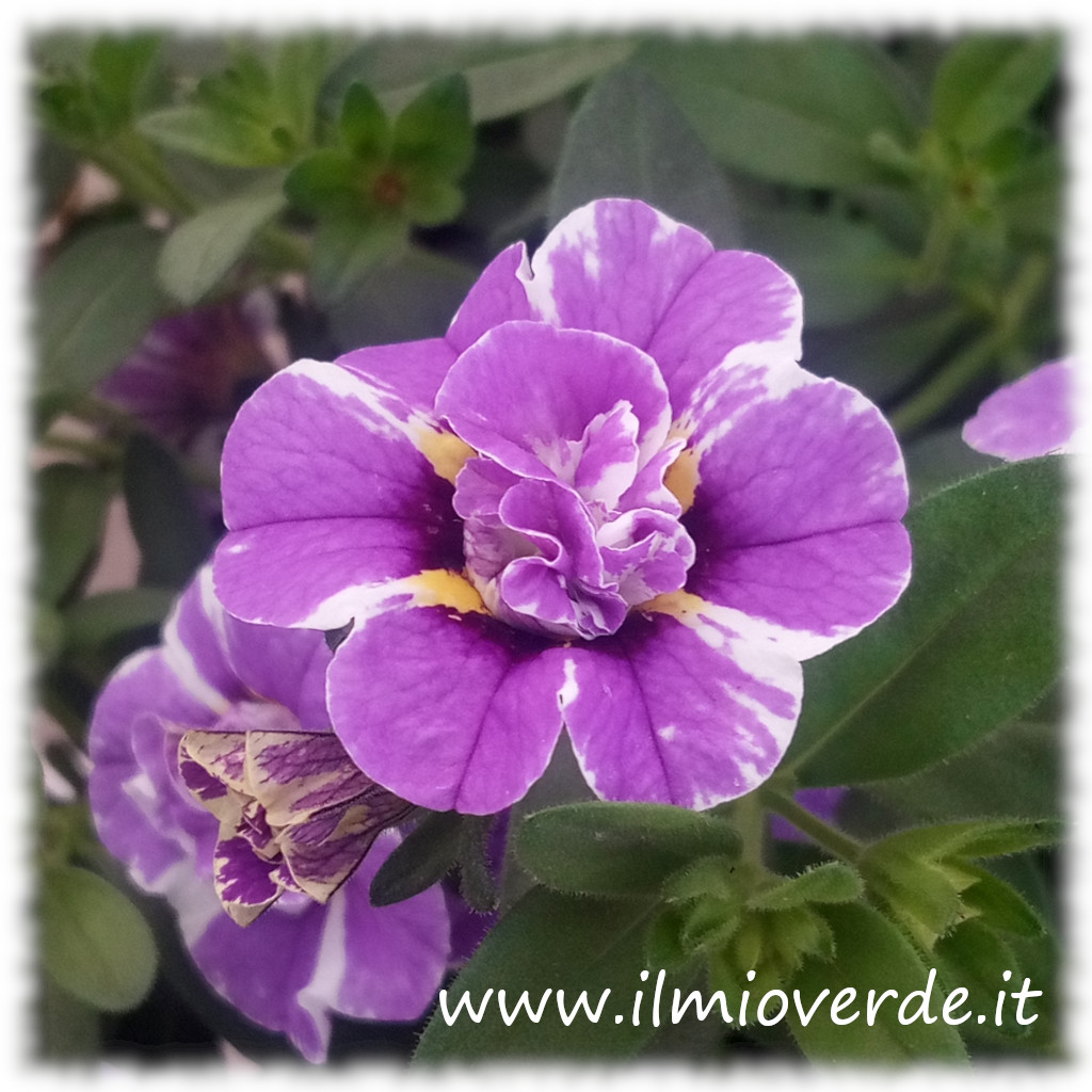 Fiore di Calibrachoa viola con screziature bianche e struttura piena.