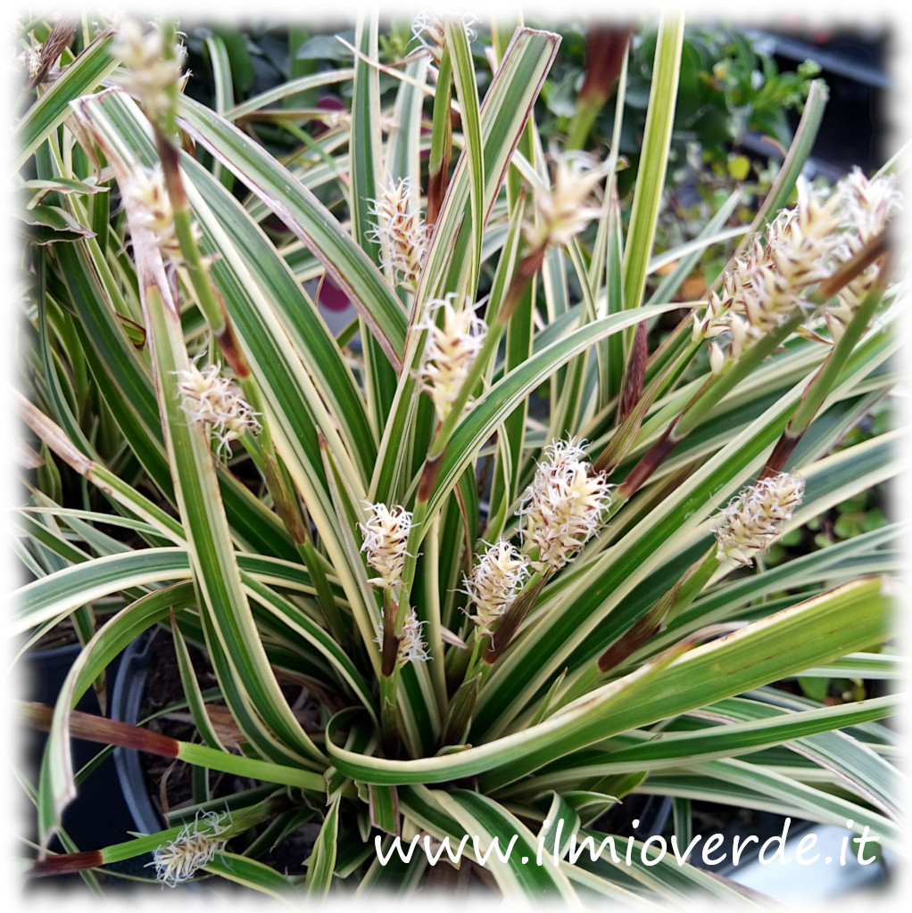 Carex morrowii con foglie variegate e infiorescenze a spiga, in primo piano.
