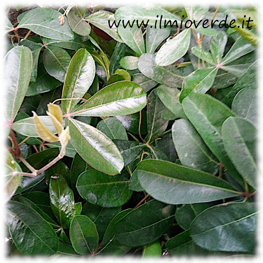 Foglie di Cissus digitata con forma lobata.