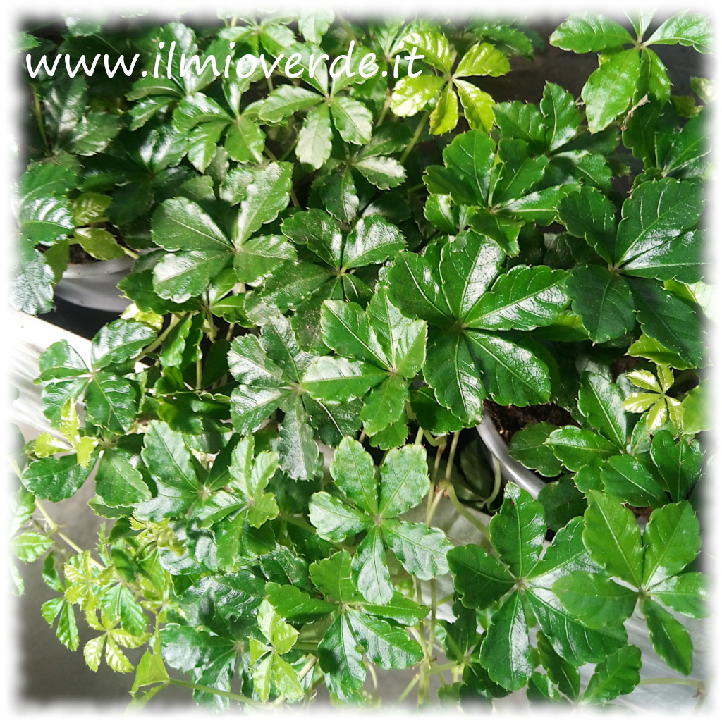 Foglie di Cissus striata con margini finemente striati, simili a quelle del Digitalis, in un esemplare coltivato in vaso.
