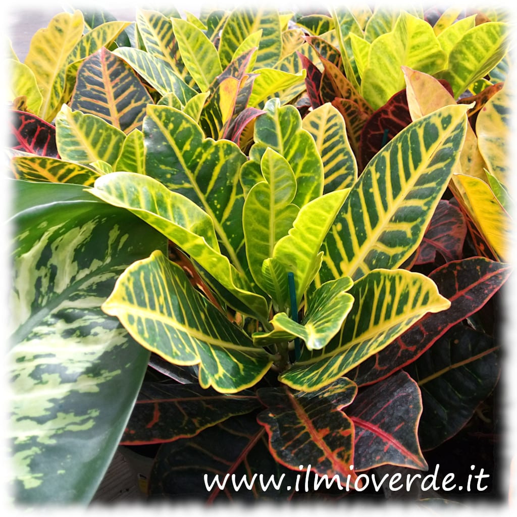 Foglie colorate di Croton variegato in primo piano