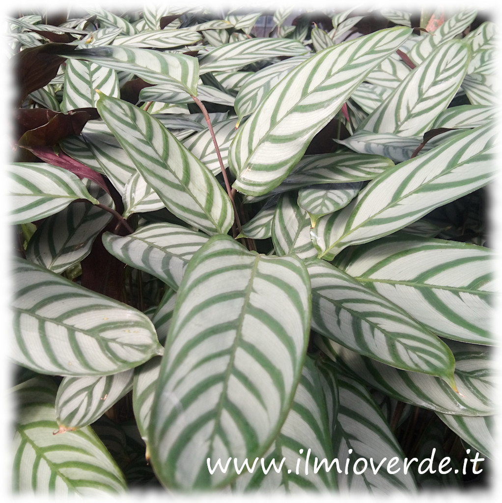 Foglie eleganti della Ctenanthe setosa con venature argentate e pagina inferiore violacea.