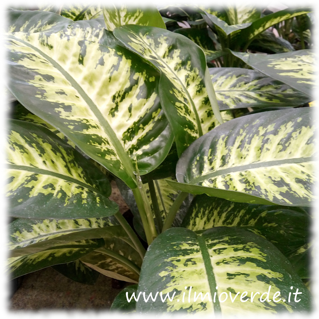 Foglie variegate di Dieffenbachia 'Tropical' con margini verdi e centro chiaro