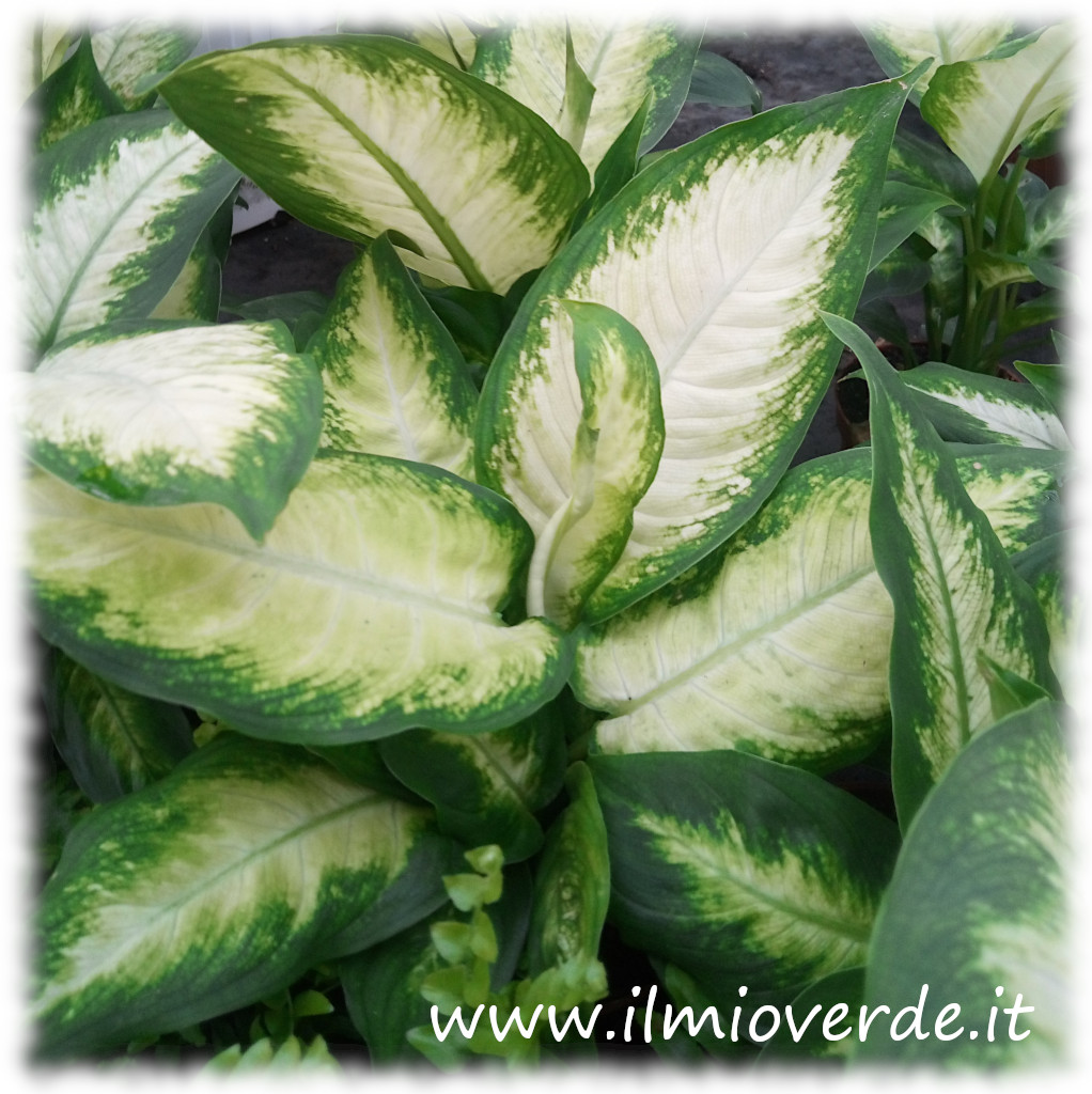 Pianta di Dieffenbachia con foglie grandi e variegate.