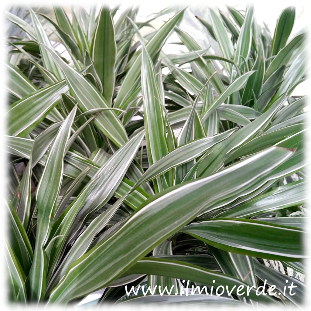 Foglie variegate di Dracaena fragrans var. deremensis con margini chiari e venatura centrale verde scuro.