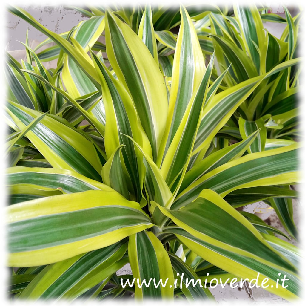 Foglie variegate della Dracaena ‘Lemon Lime’ con margini giallo-verdi e centro verde scuro.