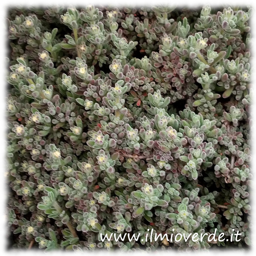 Pianta di Drosanthemum hispidum, vista ravvicinata della vegetazione con foglie carnose e fusti sottili, in pieno sviluppo.