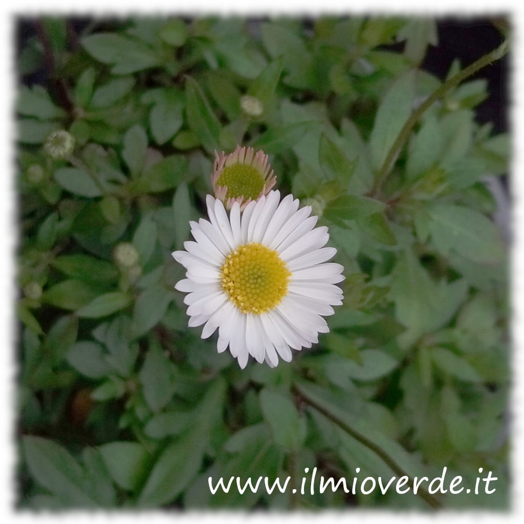 Fiore bianco di Erigeron karvinskianus in primo piano.