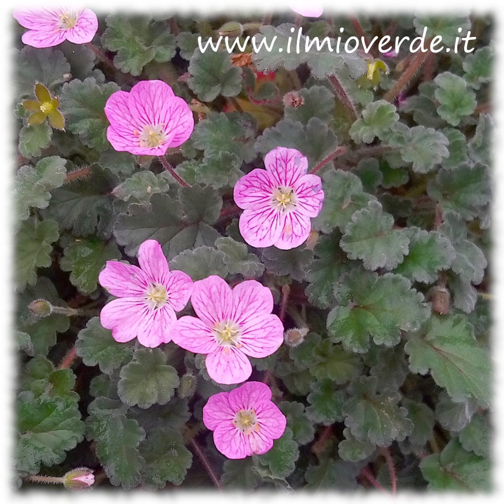 Foto di Erodium variabile, una pianta con fiori screziati di rosa.
