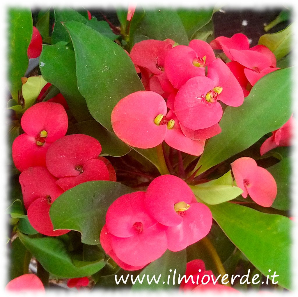 Fiori rossi di Euphorbia milii in primo piano su sfondo sfocato.