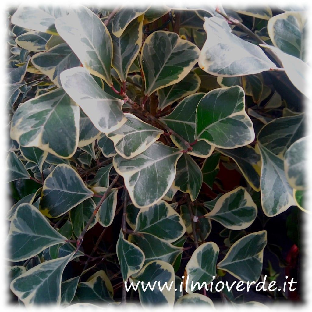 Dettaglio delle foglie variegate del Ficus triangularis, con tonalità verdi e sfumature crema.