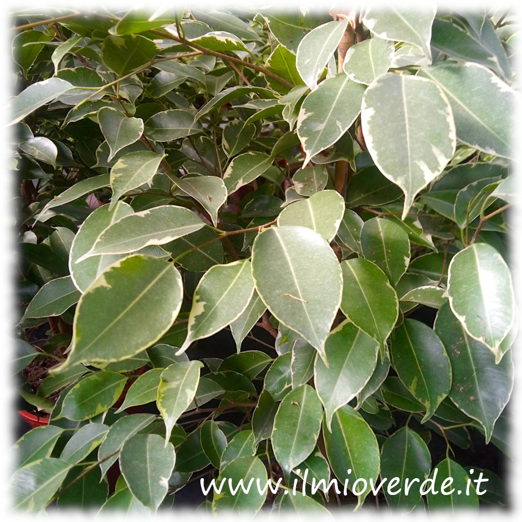 Ficus benjamina variegato con foglie verdi e bianche