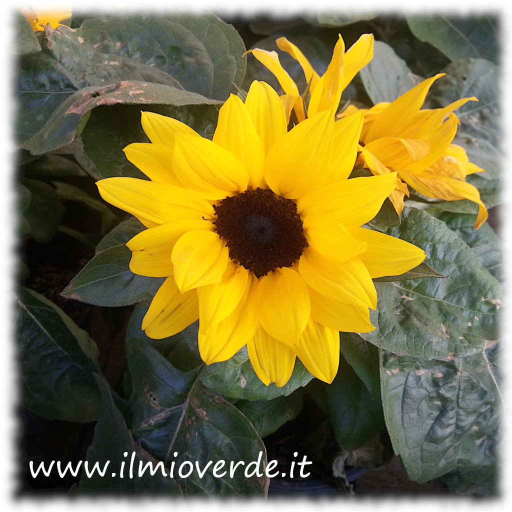 Fiore di girasole nano giallo con centro marrone scuro, in primo piano.