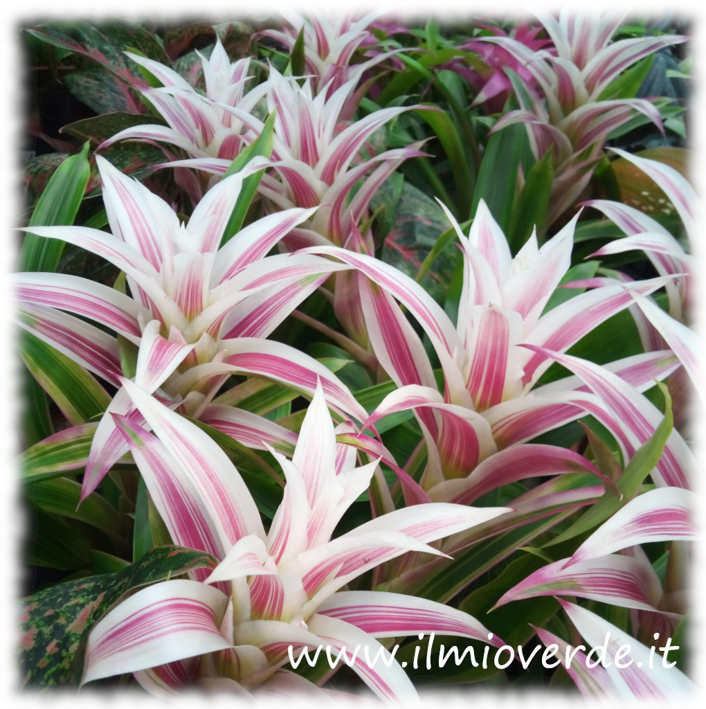Infiorescenza di Guzmania lingulata con colori panna e rosa tenue, caratterizzata da screziature o rigature delicate al centro.