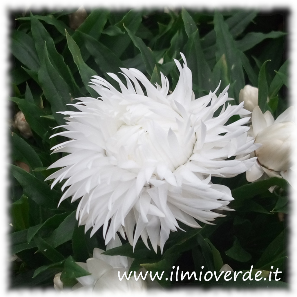 Fiore bianco di Helichrysum bracteatum (Xerochrysum bracteatum) in primo piano.