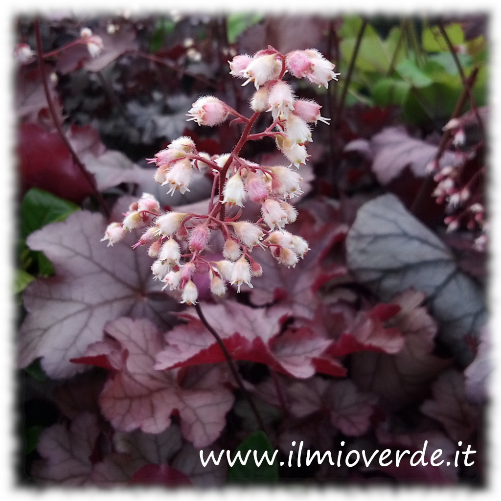 Infiorescenza di una pianta del genere Heuchera con tonalità violacee e fogliame scuro.