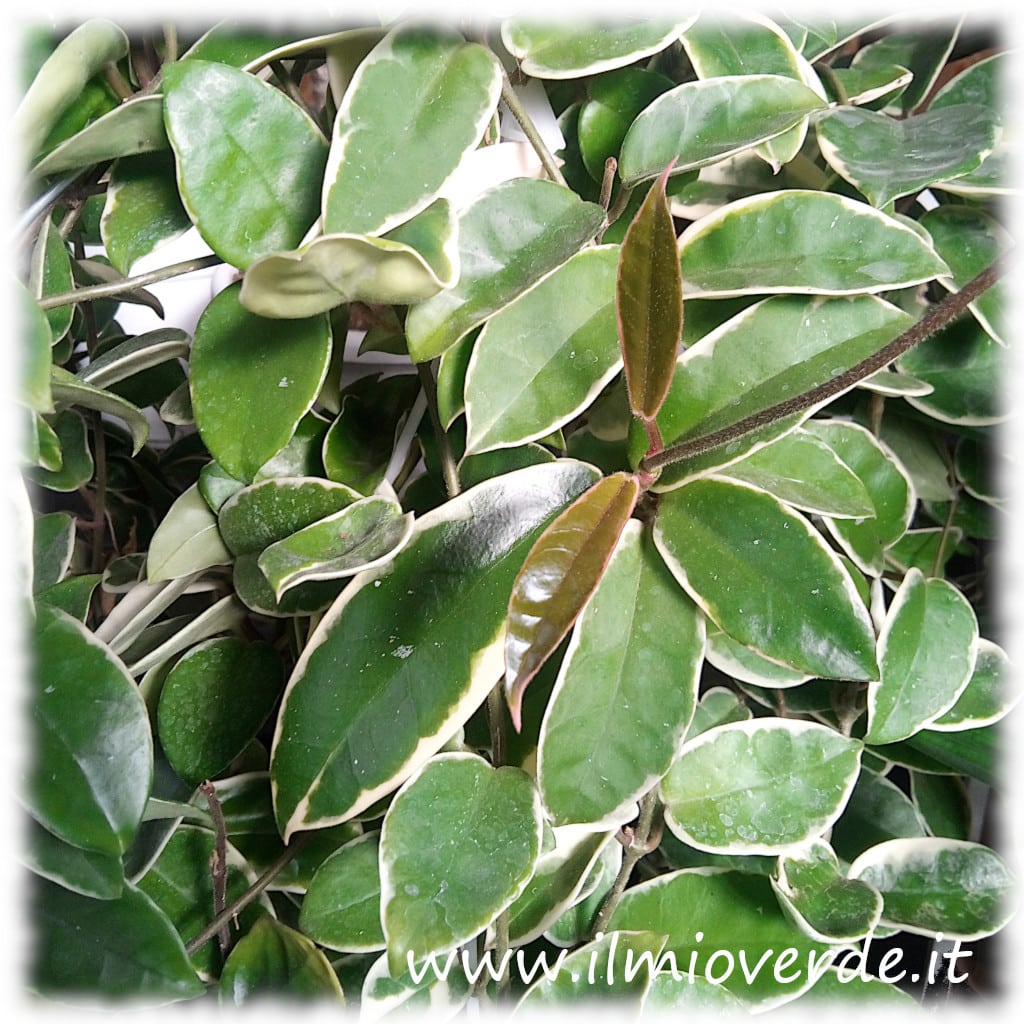 Foglie di Hoya carnosa, pianta rampicante con fogliame coriaceo e lucido.