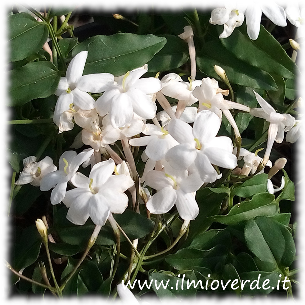 Cluster of white Jasminum polyanthum flowers with green leaves in the background.