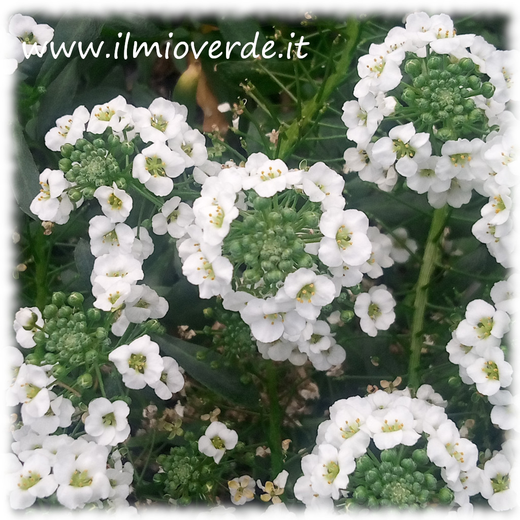 Fiori bianchi di Lobularia maritima in fioritura, pianta erbacea della famiglia Brassicaceae.