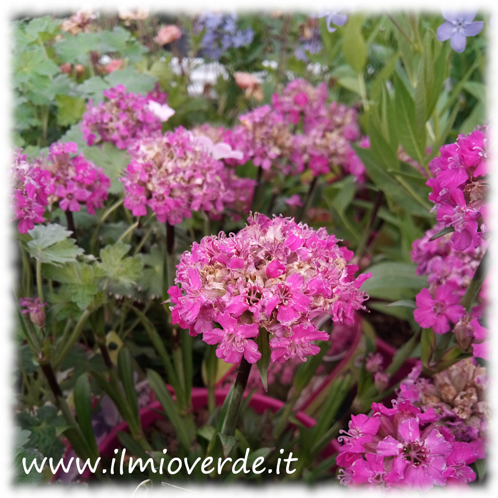 Fiore di Lychnis 'Cherry Bubbles' con petali rosa intenso disposti in grappoli sferici.​