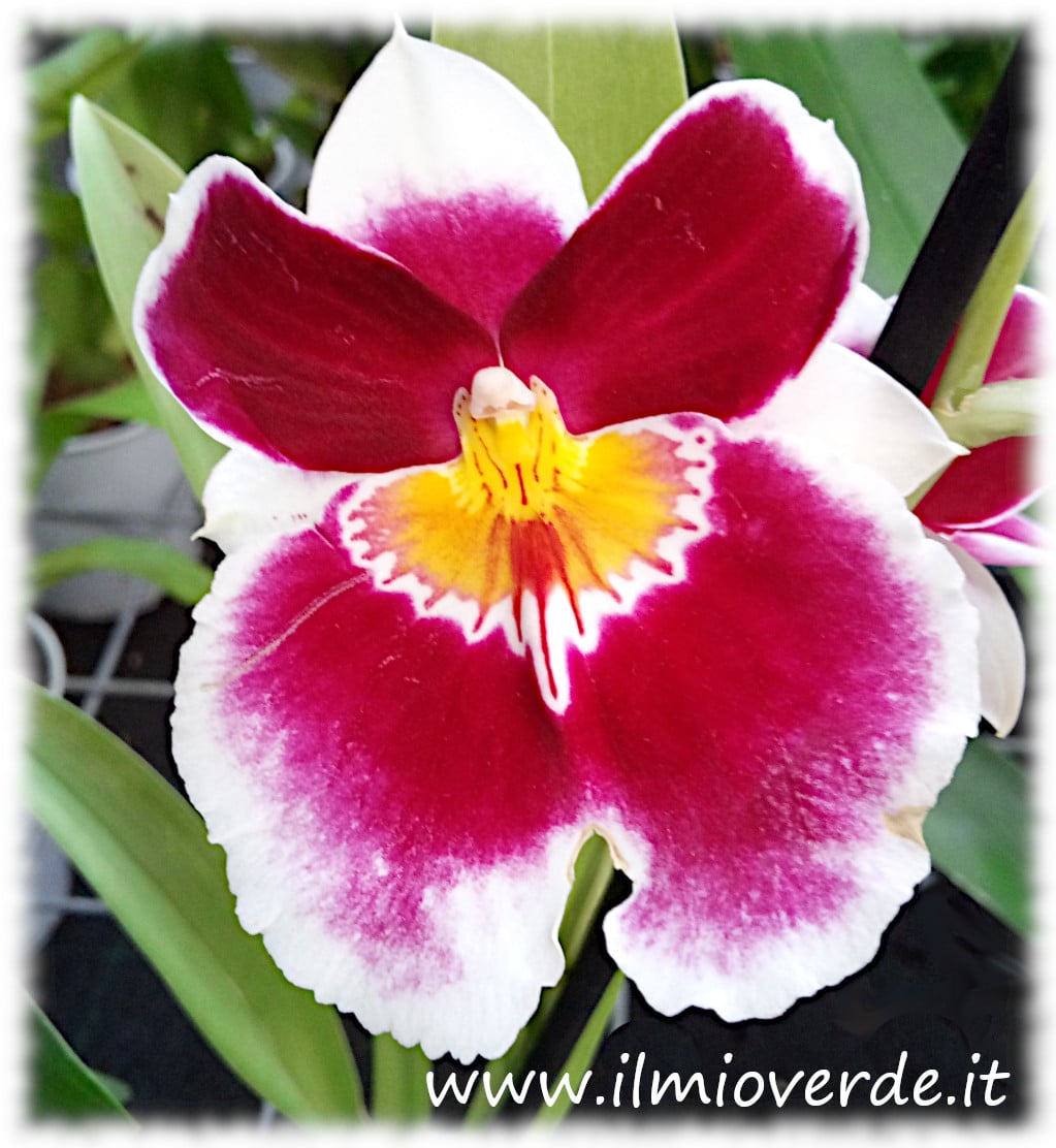 Fiore di Miltoniopsis con petali ampi e venature decorative, caratteristico per la sua forma che ricordano una viola del pensiero.