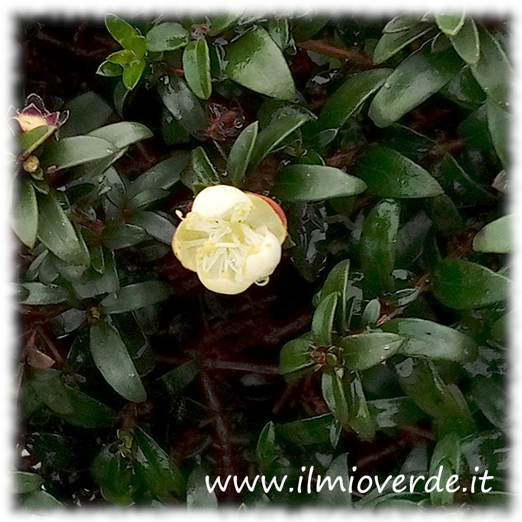 Fiore di Myrtus communis var. microphylla con petali bianchi e stami prominenti.