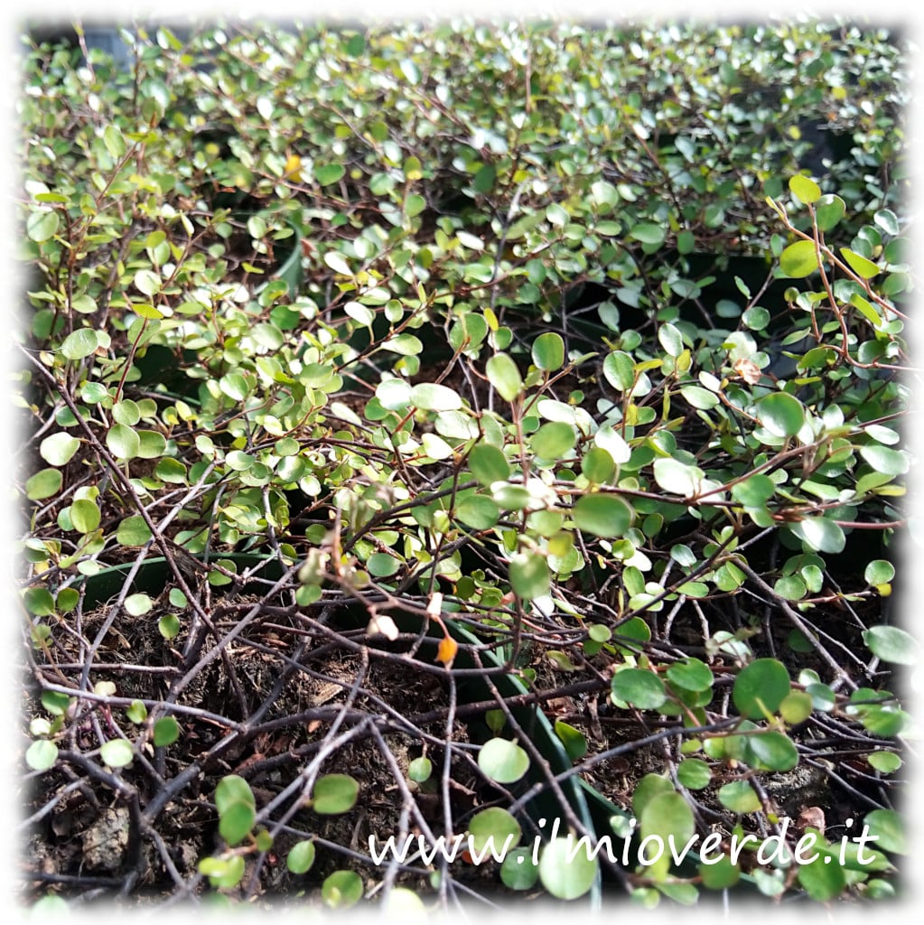 Rametti sottili e foglie di Muehlenbeckia complexa, con il tipico aspetto rampicante e decorativo.