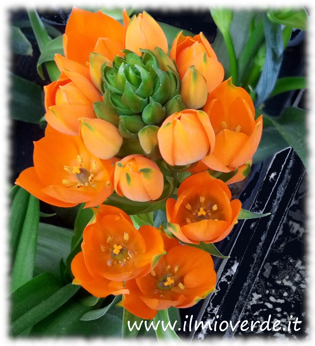 Infiorescenza di Ornithogalum dubium con fiori arancioni brillanti in primo piano.