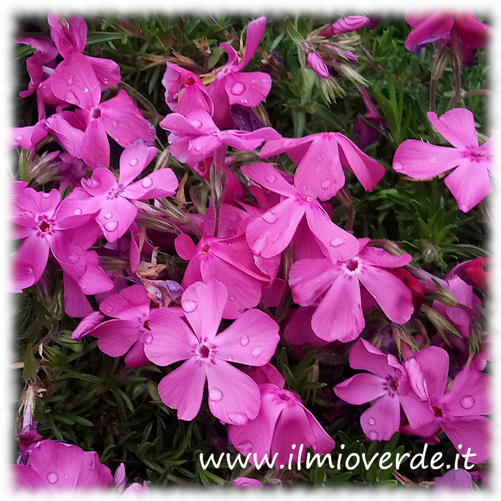 Infiorescenze rosa del genere Phlox