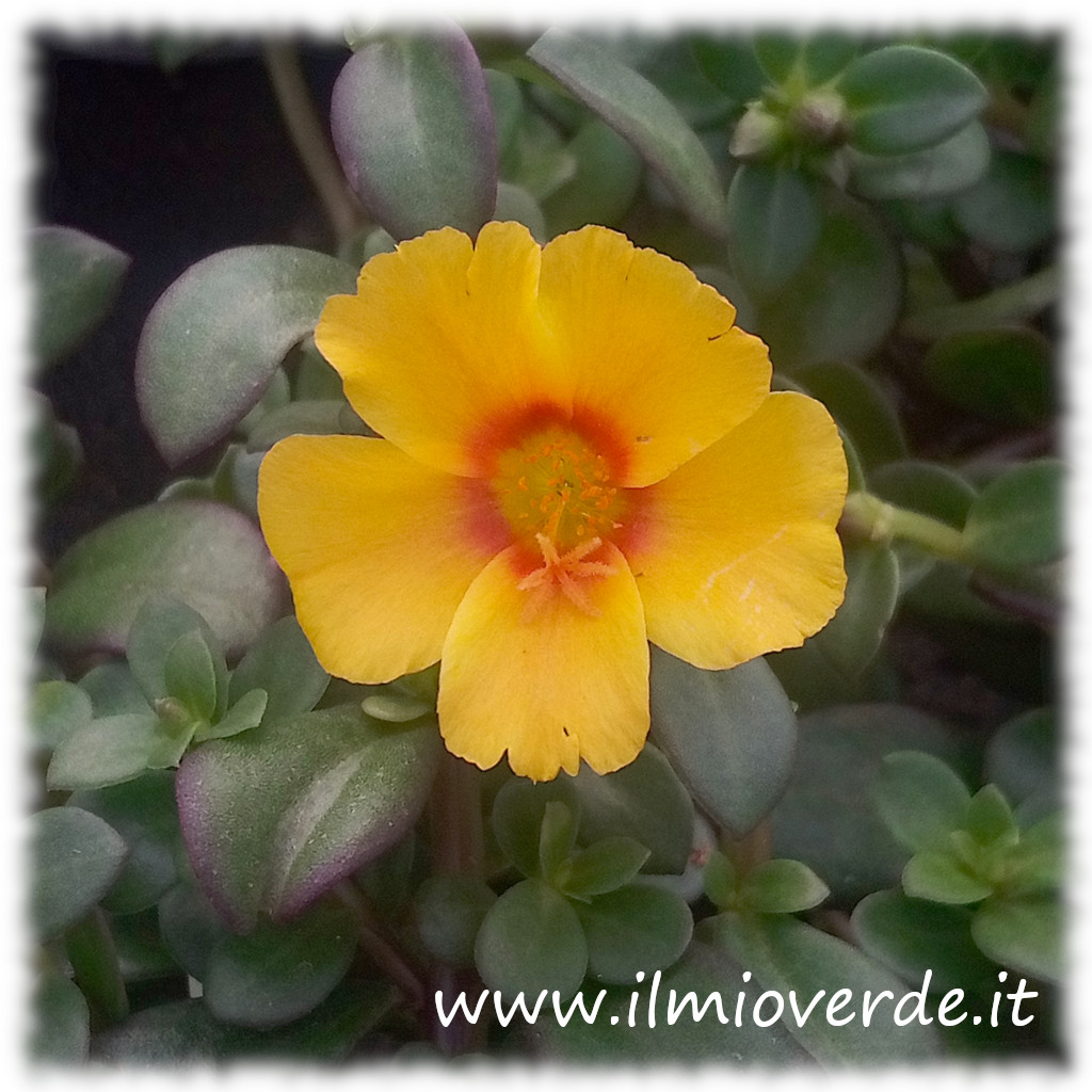 Fiore semplice di Portulaca con foglie in primo piano.