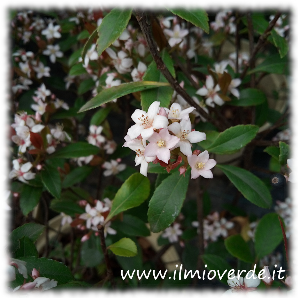 Fiore di Rhaphiolepis indica: piccoli fiori rosa chiaro disposti a grappolo su rami verdi lucidi.​