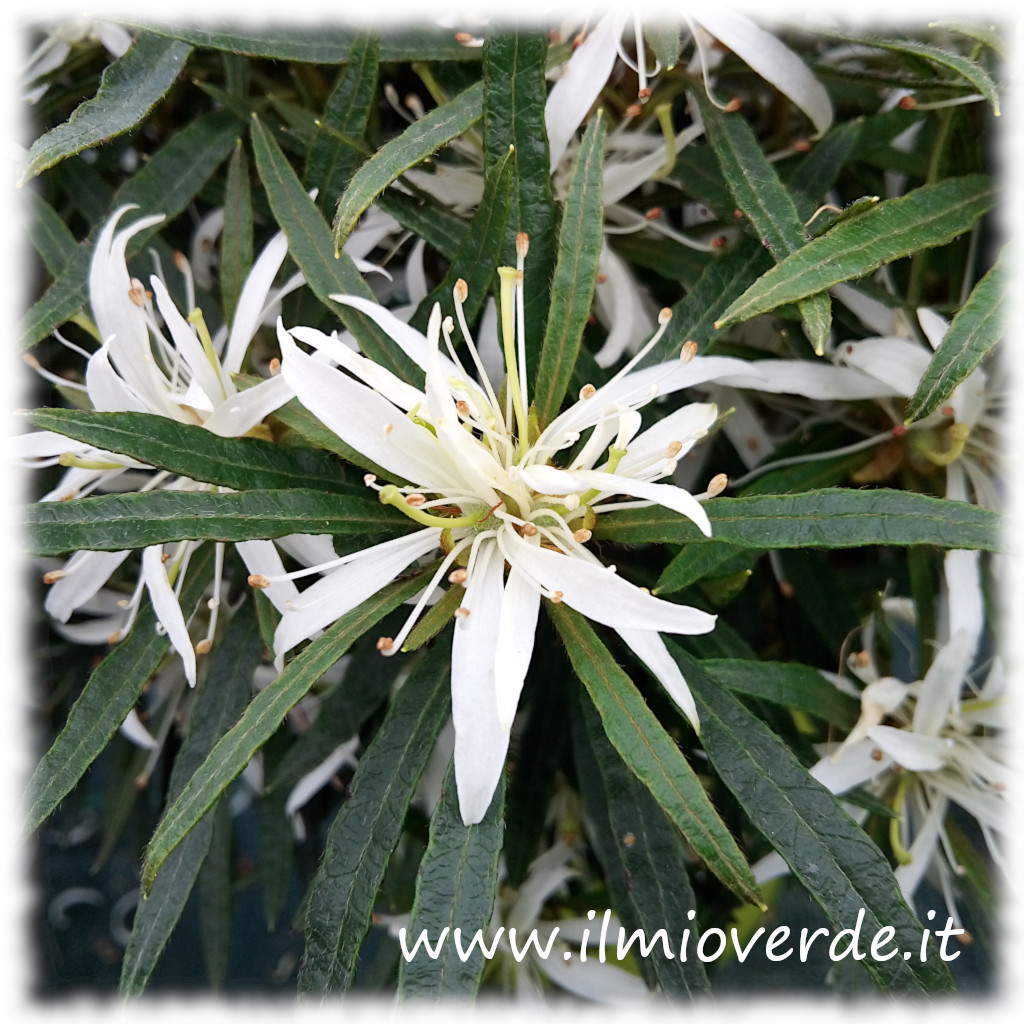 Fiore di Rhododendron 'StarStyle' ripreso in primo piano, con petali a forma di stella