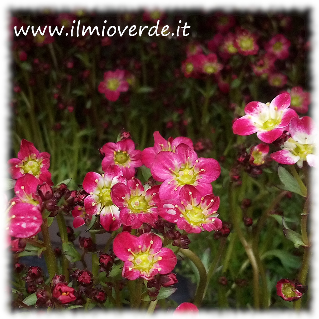 Fiori di Saxifraga in primo piano, con petali piccoli e delicati di colore bianco-rosato, su sfondo naturale.