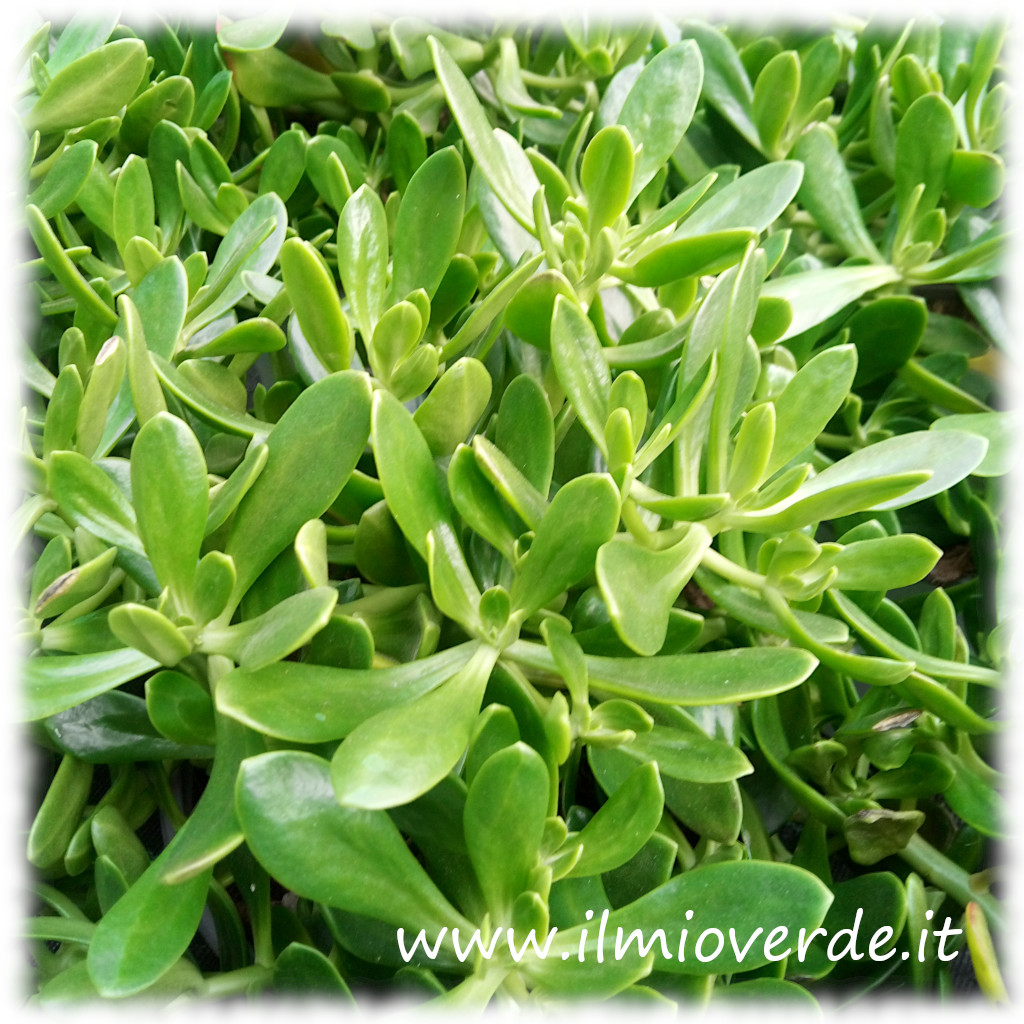 Foglie carnose di Sedum praealtum, di colore verde brillante.