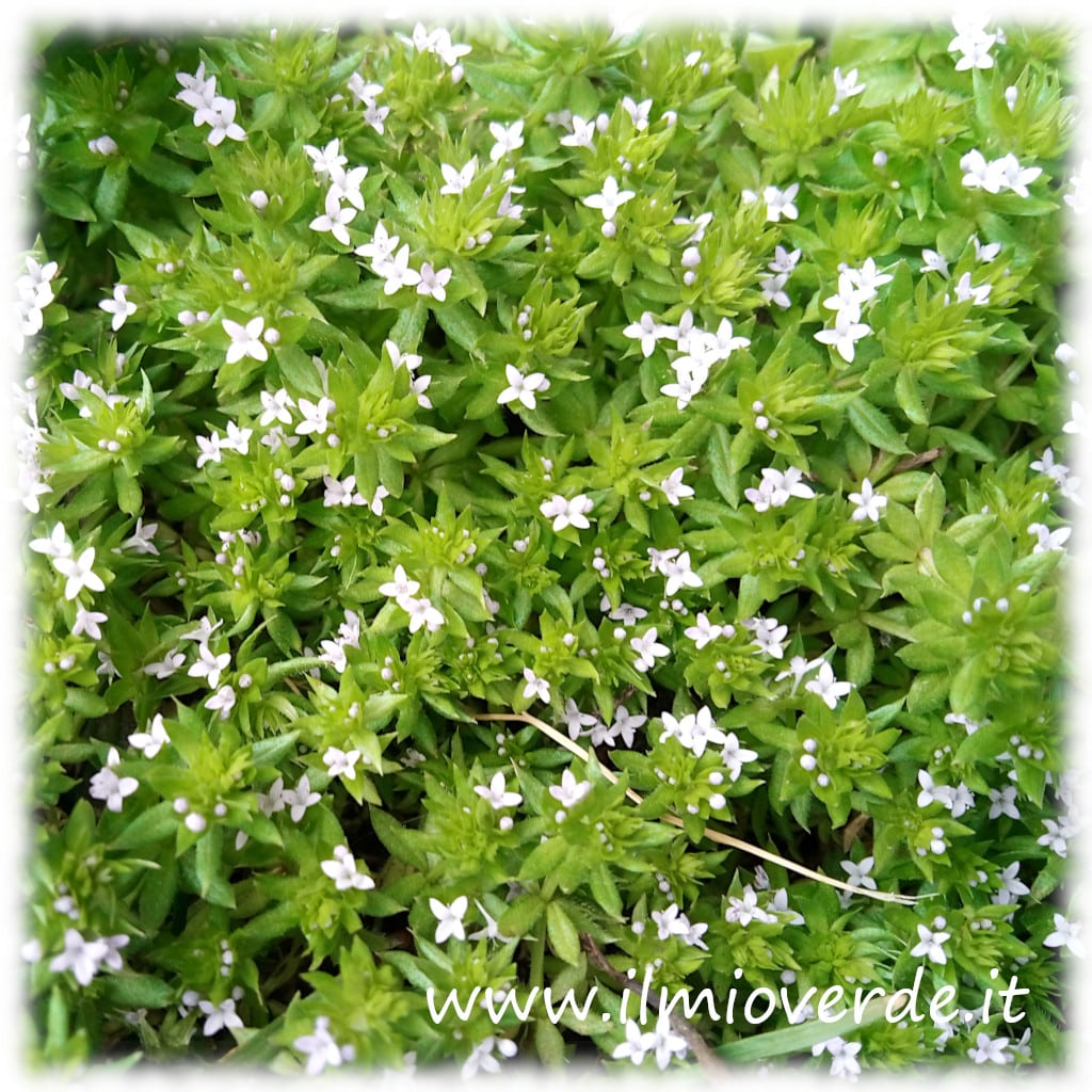 Sherardia arvensis in fioritura, con infiorescenze visibili tra la vegetazione erbacea.
