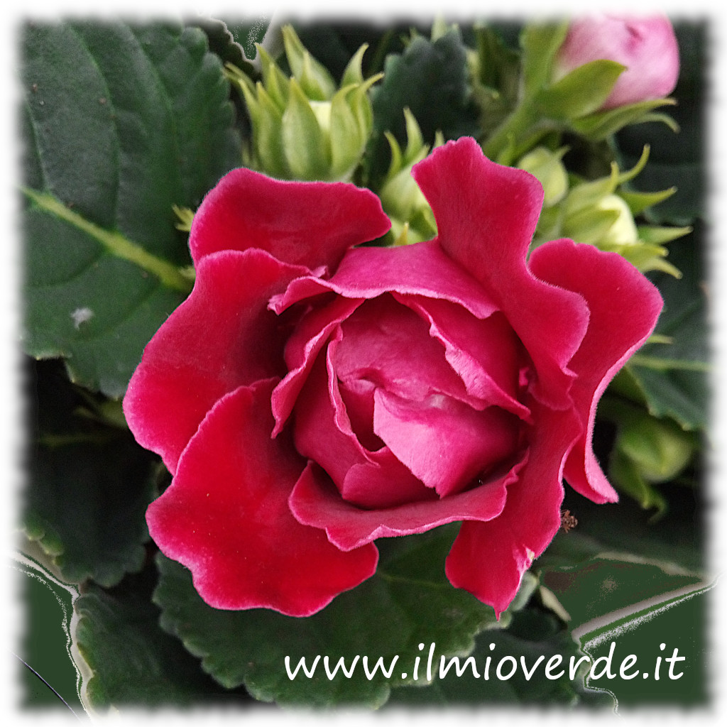 Fiore rosso in primo piano, tipico della pianta Sinningia speciosa.