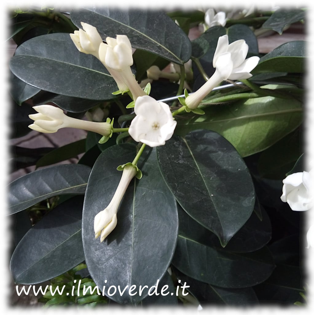 Fiori bianchi tubolari di Stephanotis floribunda in primo piano