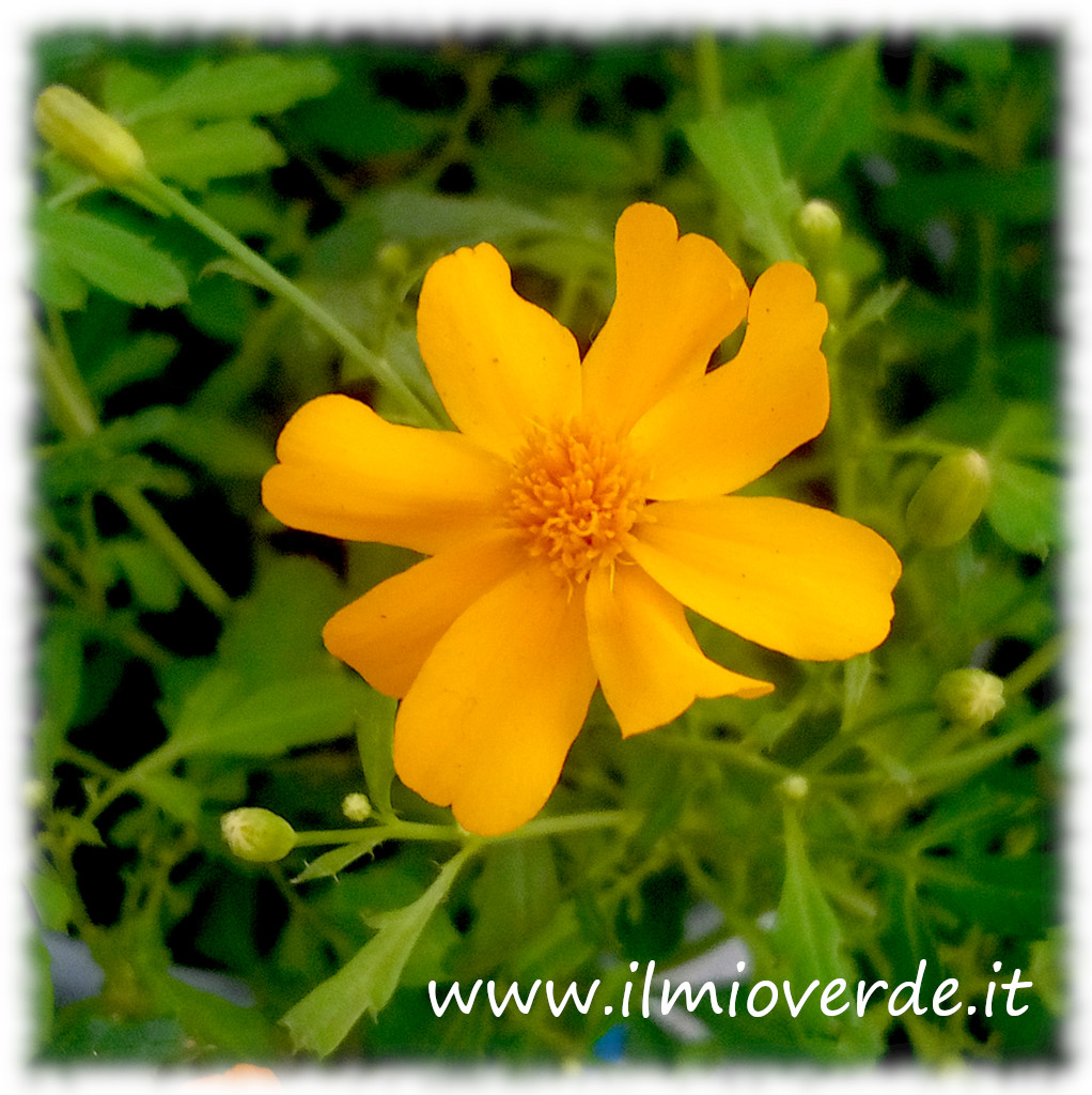 Fiore di Tagetes 'Gold Medal' con petali arancioni brillanti e screziature gialle, in primo piano.