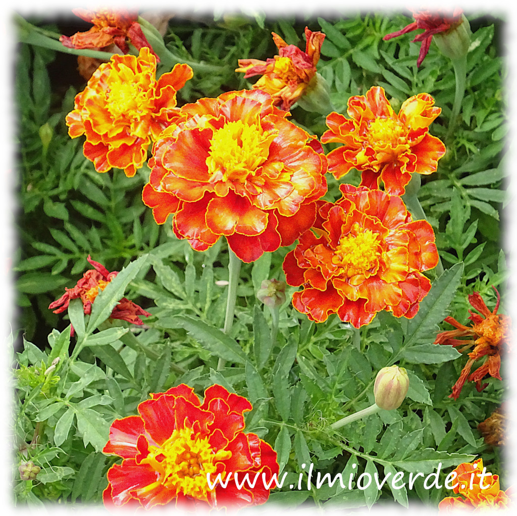 Fiore di Tagetes con petali arancioni intensi e screziature di arancione chiaro, evidenziando il contrasto cromatico.