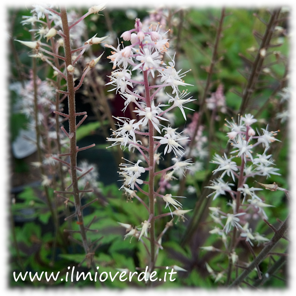 Infiorescenza di Tiarella con piccoli fiori chiari su steli eretti.