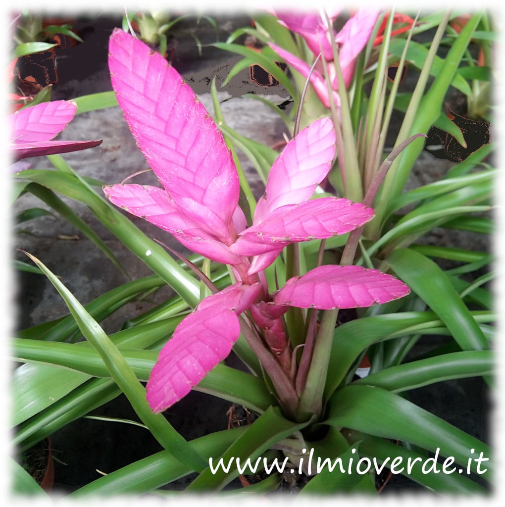 Infiorescenza rosa brillante di Tillandsia 'Antonio' in primo piano.