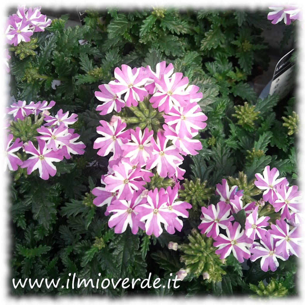 Fiori rosa di verbena in piena fioritura, ripresi da vicino.