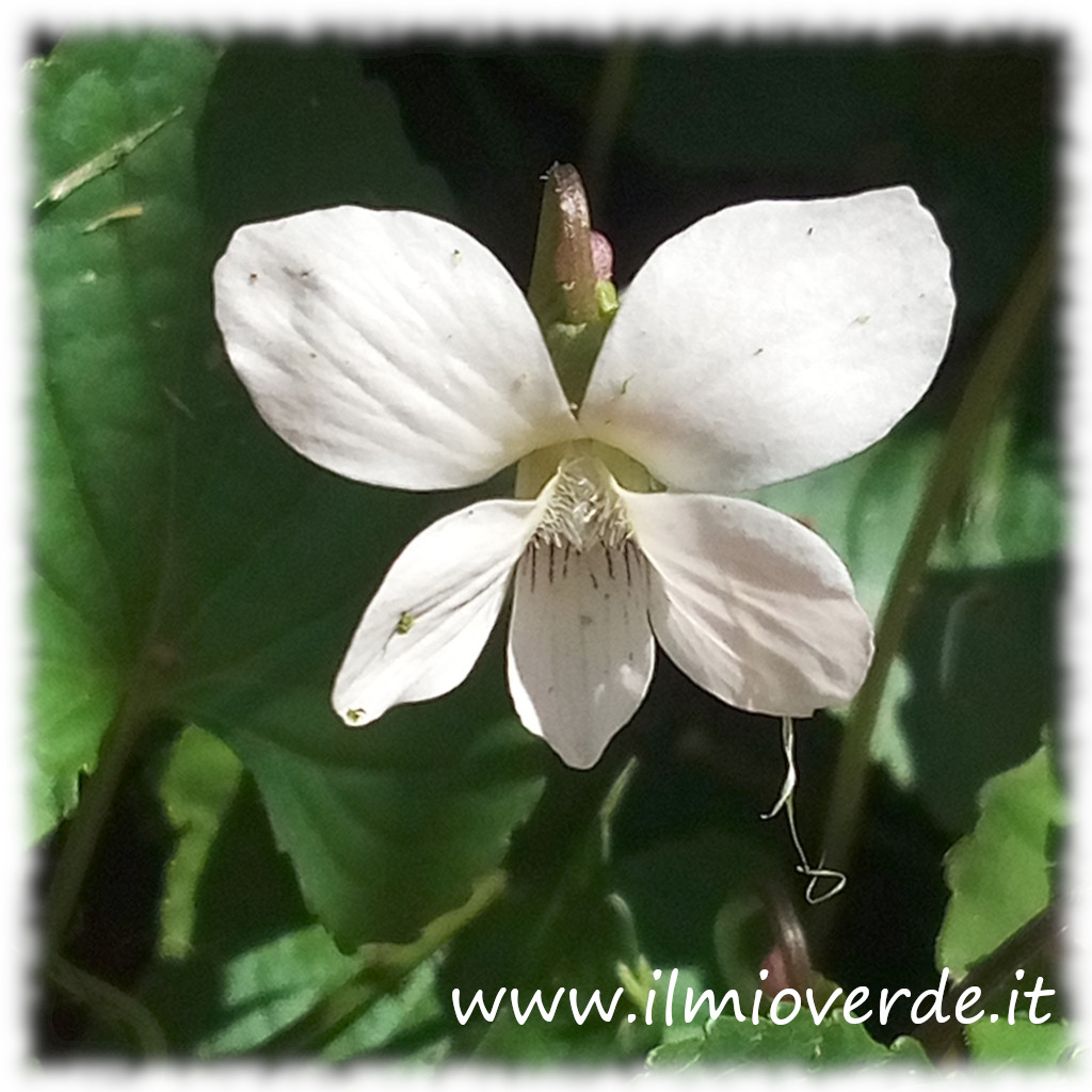 Fiore bianco della Viola alba, pianta per giardini ombreggiati.