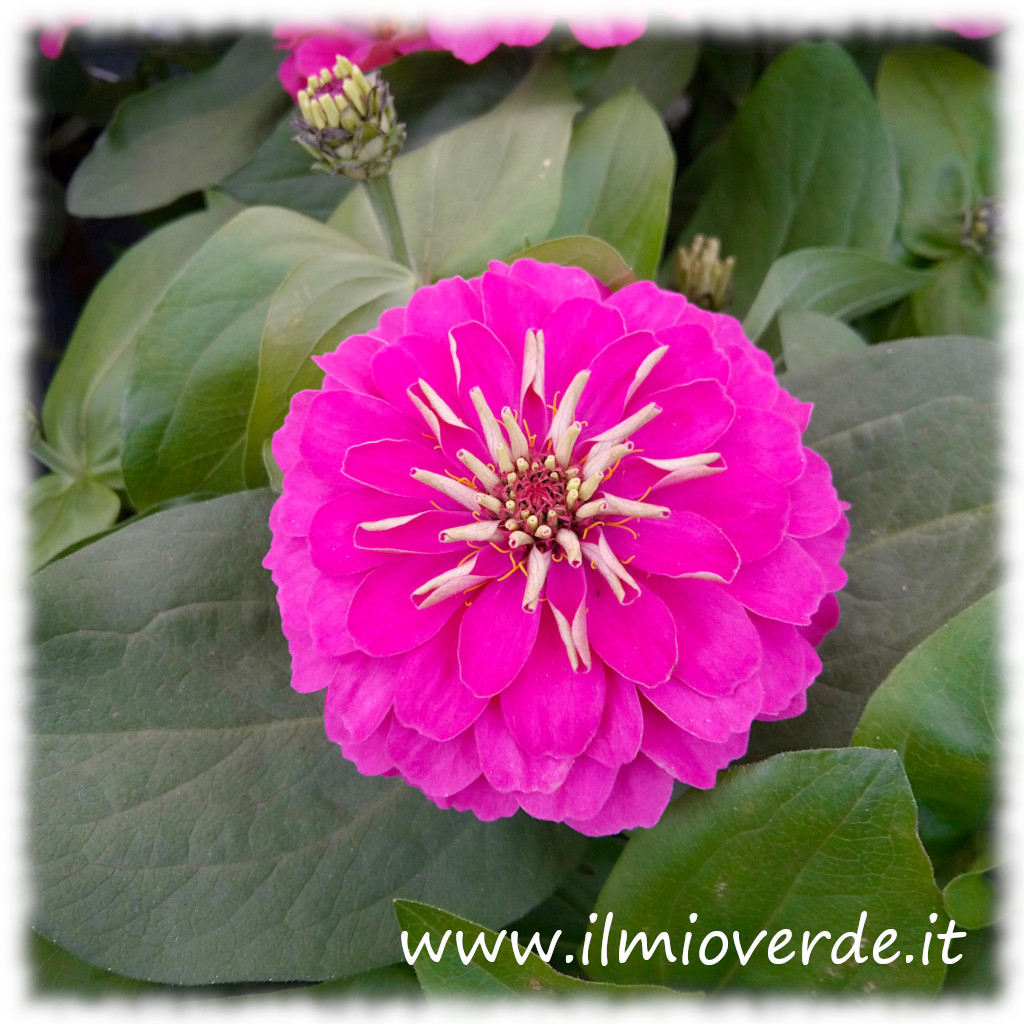 Fiore rosa intenso di Zinnia, con i caratteristici petali, visibile in primo piano.
